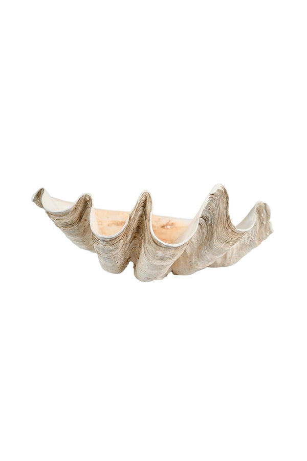 Large Natural Clam Shell - Cafiero Select Home