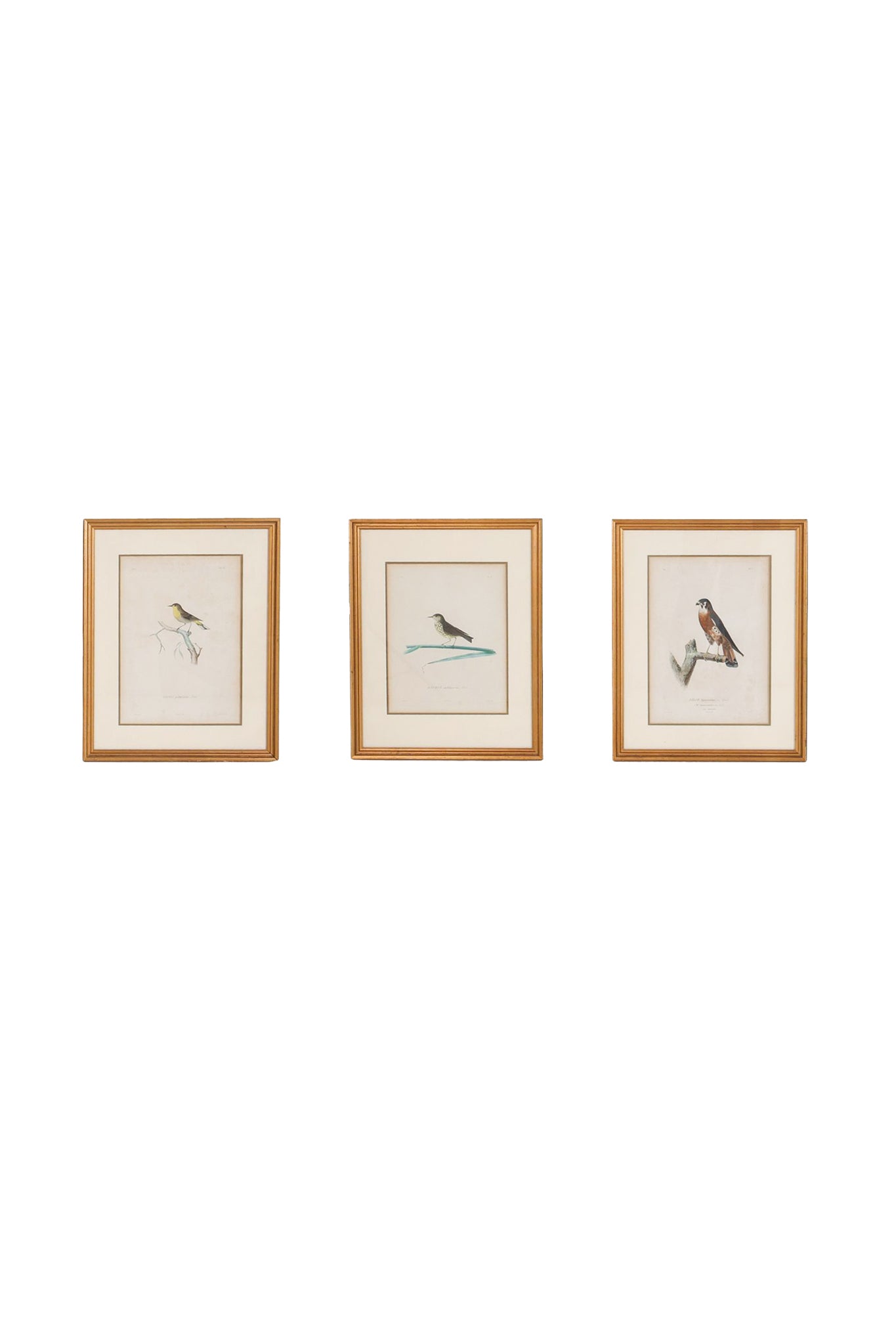 19th Century Engravings of Birds - A Set of 3