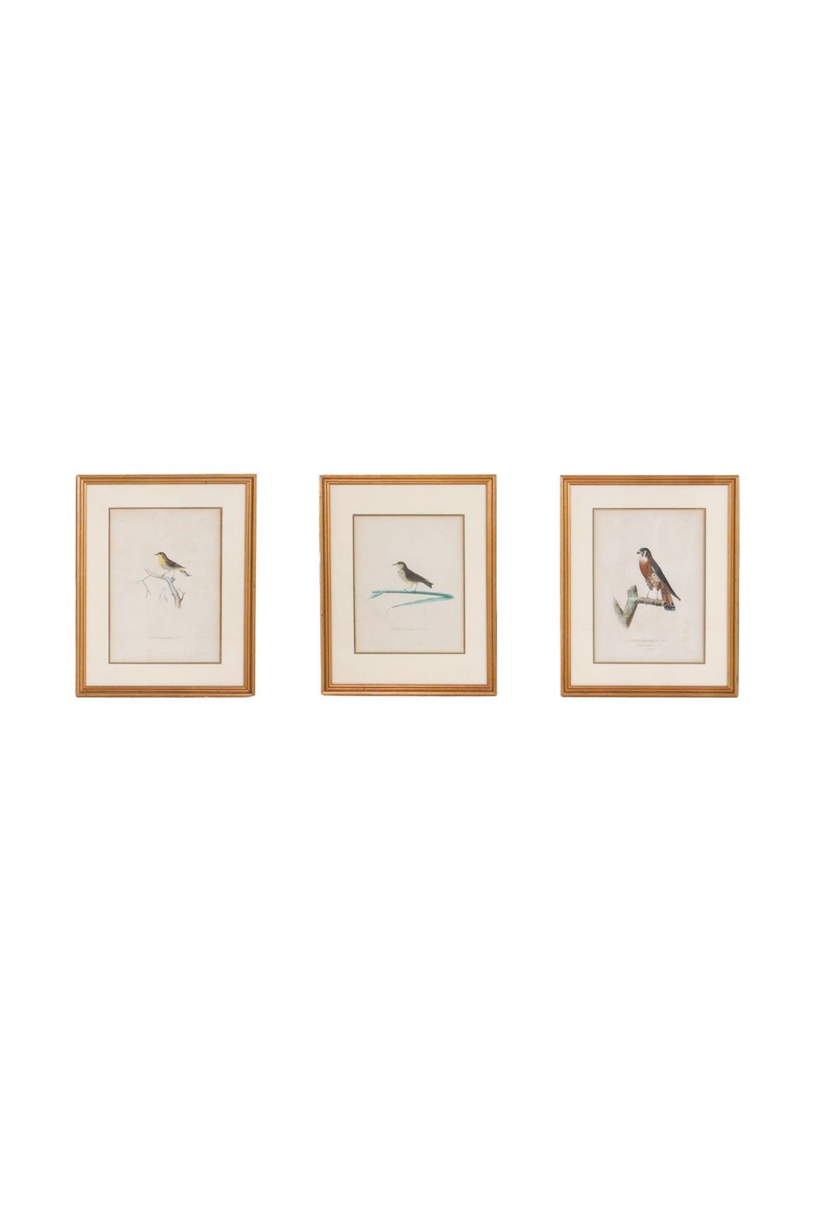 19th Century Engravings of Birds - A Set of 3