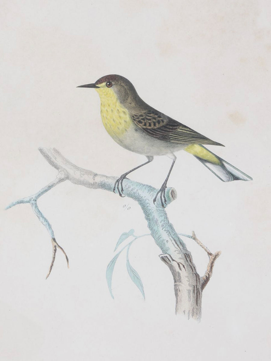 19th Century Engravings of Birds - A Set of 3