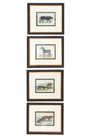Zoological Etchings by William Panormo - A Set of 4