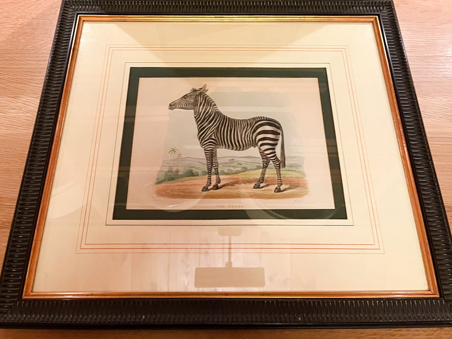 Zoological Etchings by William Panormo - A Set of 4