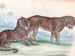 Zoological Etchings by William Panormo - A Set of 4