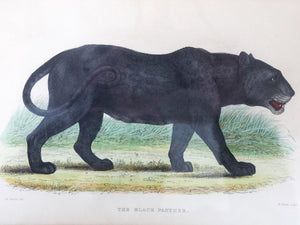 Zoological Etchings by William Panormo - A Set of 4