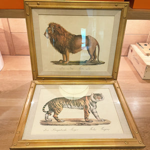 Karl Joseph Brodtmann Lithographs of Big Cats