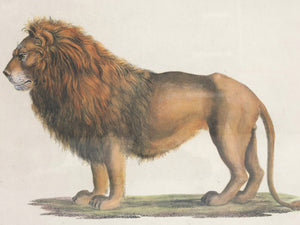 Karl Joseph Brodtmann Lithographs of Big Cats