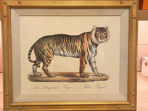 Karl Joseph Brodtmann Lithographs of Big Cats