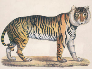 Karl Joseph Brodtmann Lithographs of Big Cats