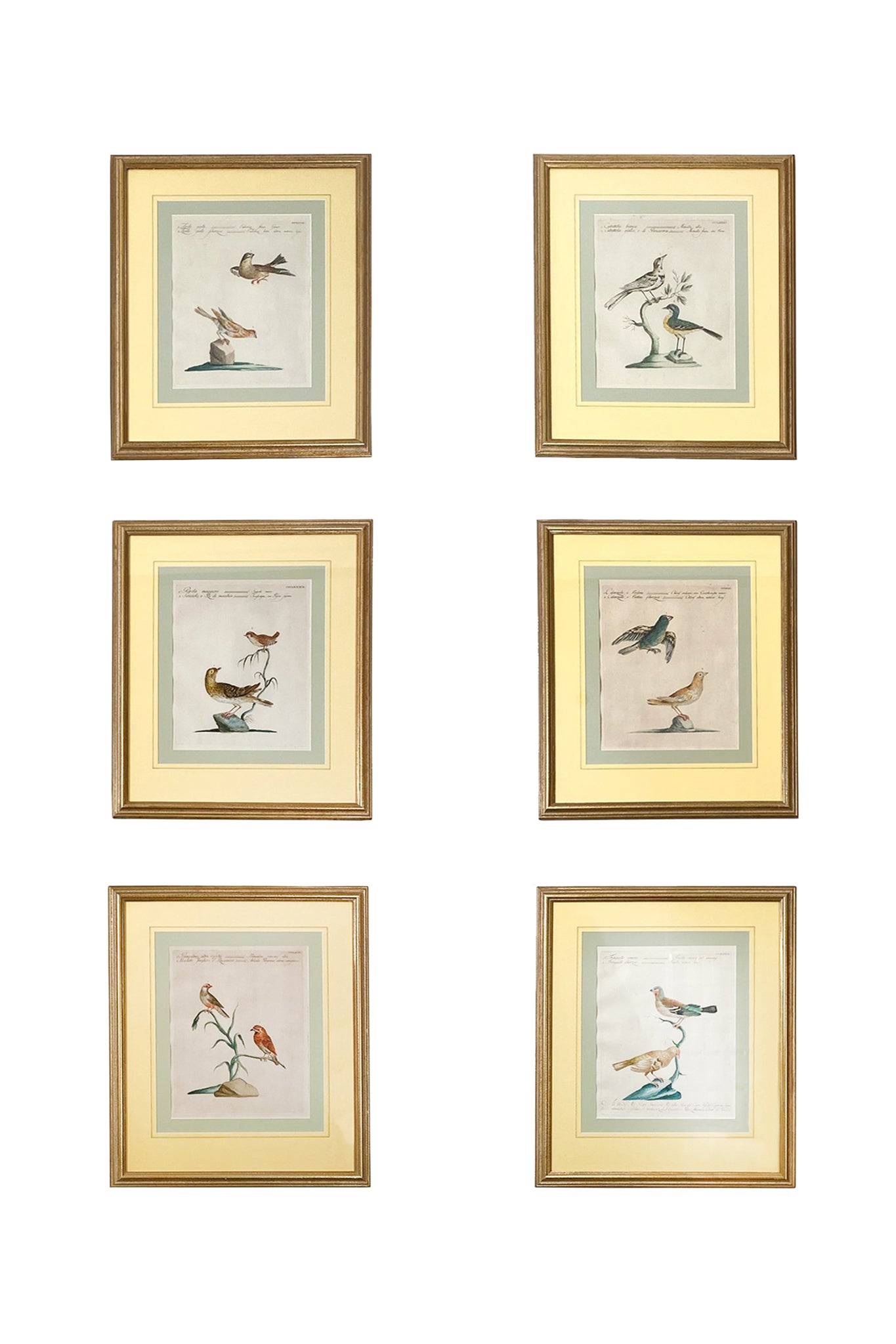 Scientific Illustrations of Birds by Saverio Manetti, Hand-Painted Intaglio - A Set of 6