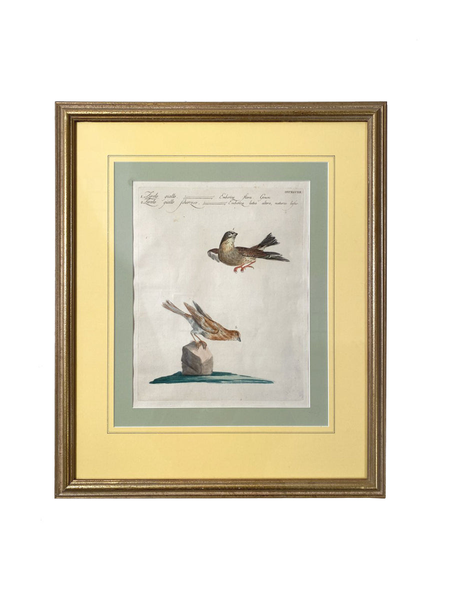 Scientific Illustrations of Birds by Saverio Manetti, Hand-Painted Intaglio - A Set of 6