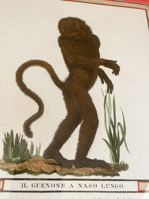 Collection of Early 19th Century Engravings, "Jacob's Monkeys" - a Set of 4