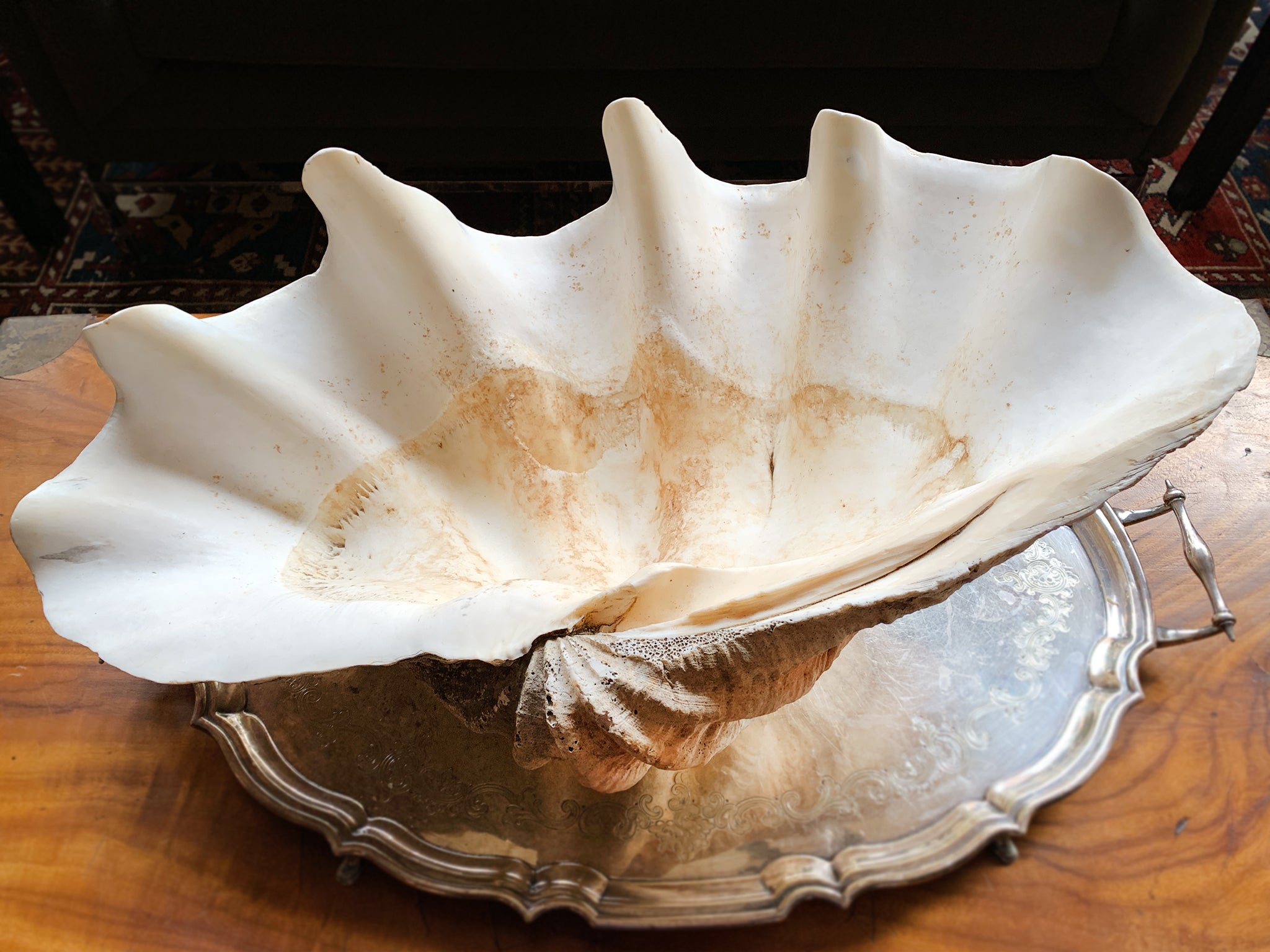 Real Giant Clam Shell