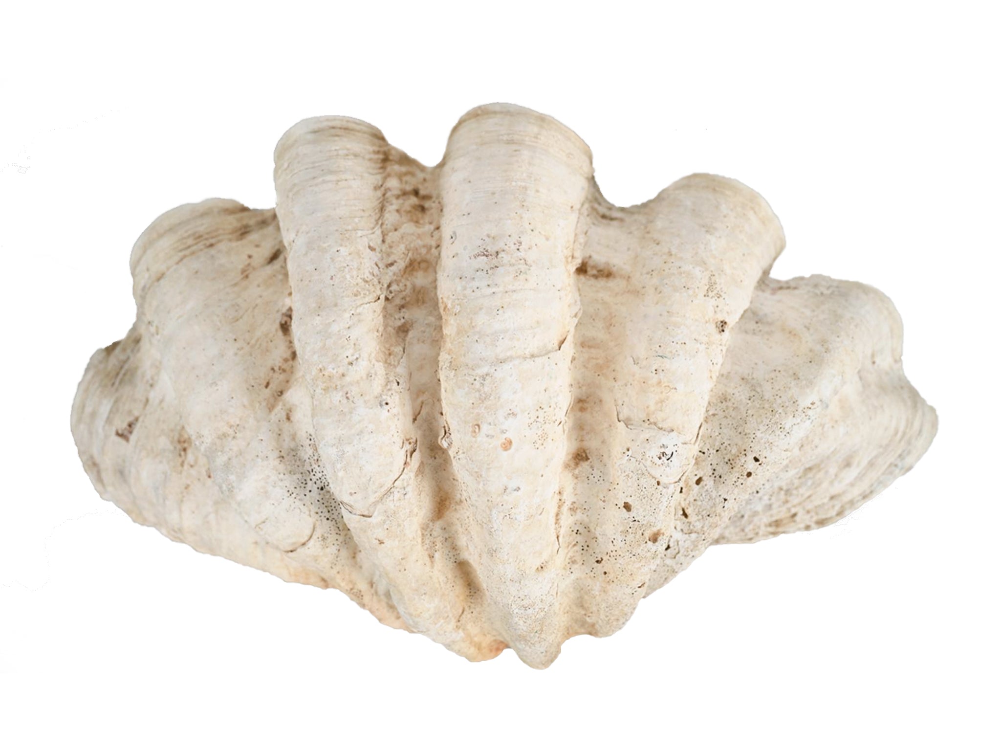 Shell Sholl Giant Clam Shell