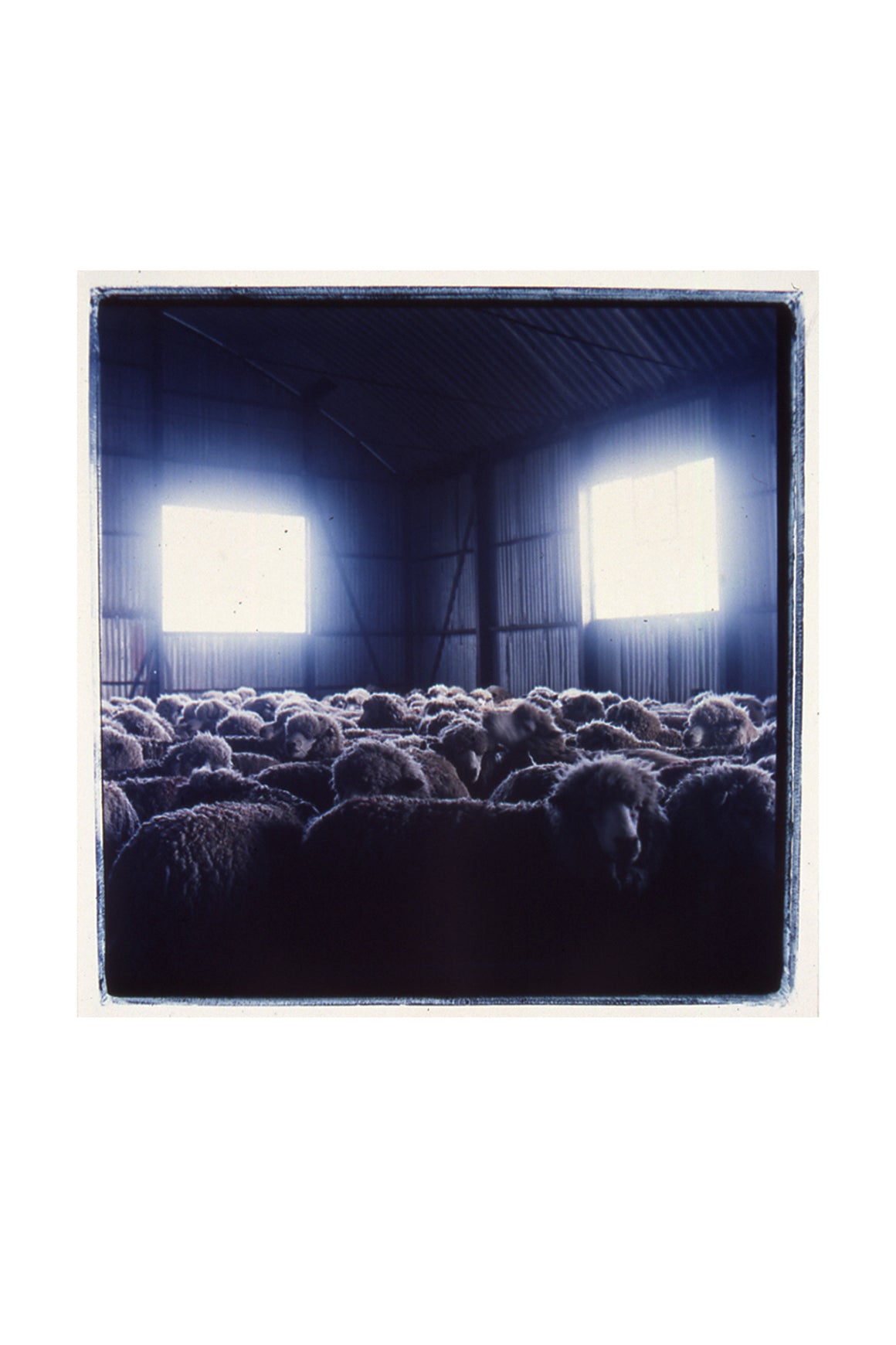 Michael Stuetz Untitled Photograph (Sheep)