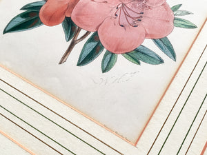 Pair of Late 19th Century Botanical Lithographs