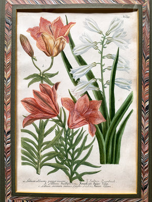Pair of 18th Century Johann Wilhelm Weinmann Botanical Illustrations