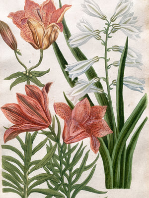 Pair of 18th Century Johann Wilhelm Weinmann Botanical Illustrations